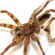 Illustration for article titled This Is Why Spider Monogamy Is Terrifying